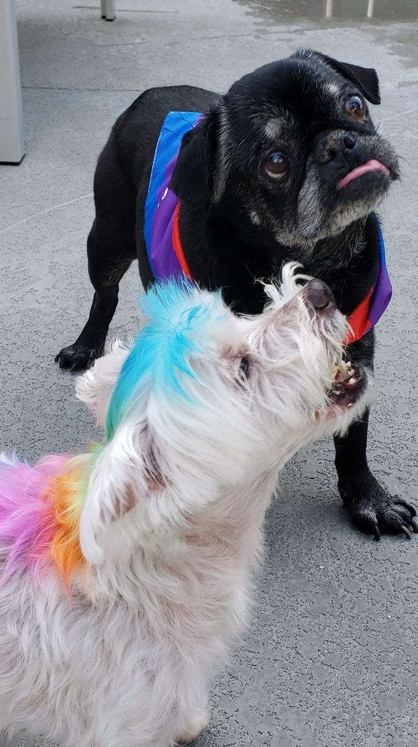 /images/uploads/pug nation rescue of los angeles/pugnation2024/entries/30828thumb.jpg